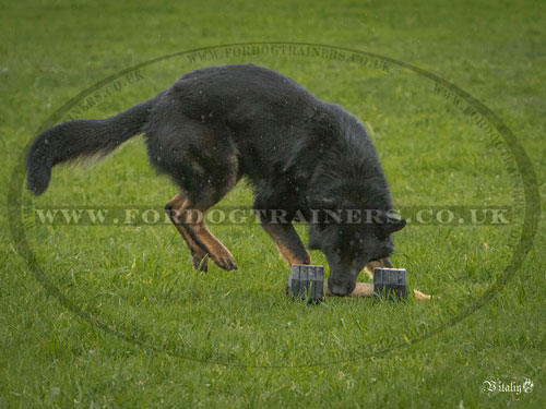 Dog Agility Dumbbells for IPO